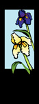 zow 305JR Iris