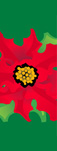 zow 409JR Poinsettia