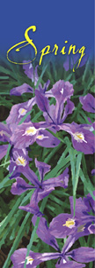 ZOW 903A Spring Beauty Siberian Iris