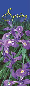 zow 903A Spring Beauty Siberian Iris