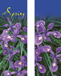 ZOW 903B Spring Beauty Siberian Iris