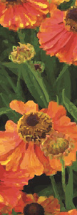 zow 905A Orange Poppies