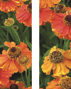 ZOW 905B Orange Poppies