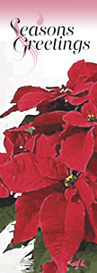 ZOW 906a Potted Poinsettias